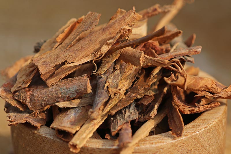 Cinnamon botanical