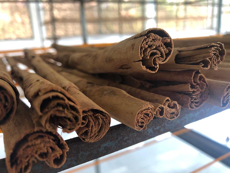 Cinnamon quills drying in Sri Lanka