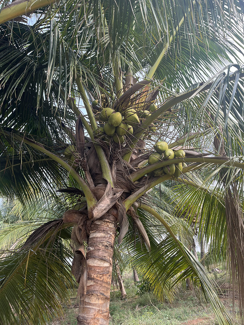 Coconut trees Granular Activated Carbon