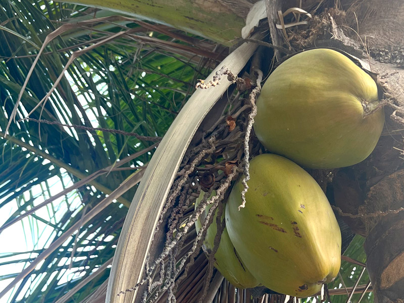 Indian Coconut shells charcoal production