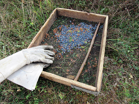 Juniper Berries for Gin industry
