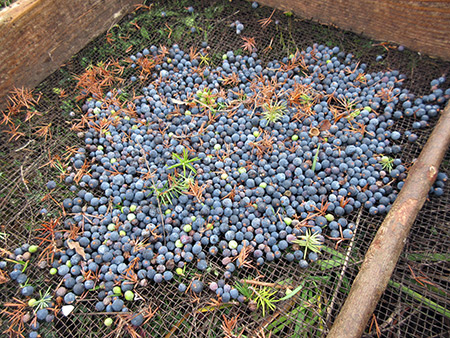 wholesale juniper berries trade