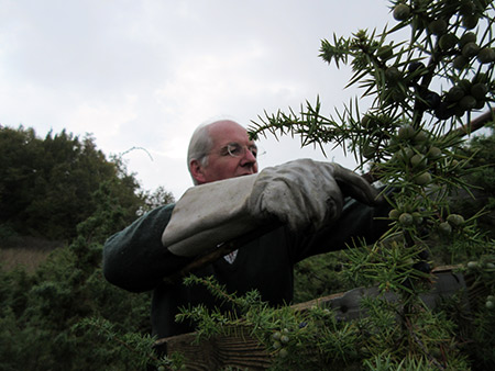 mth picking juniper trade and wholesale botanical products