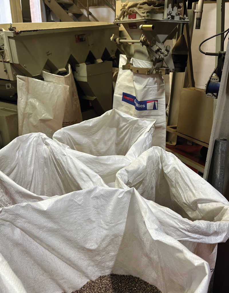 bagging sussex coriander