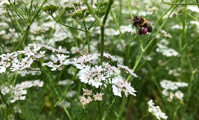 bee keeping flowering coriander