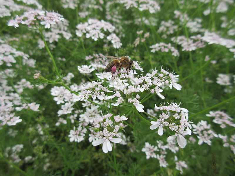 bee on coriander flowers