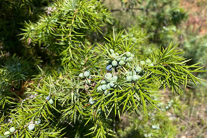 botanicals juniper berries macedonia
