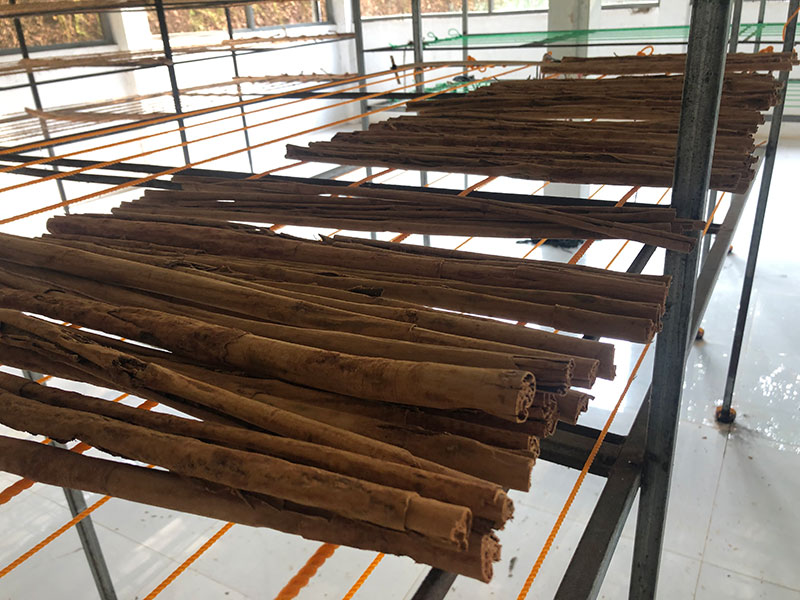 cinnamon processing and drying