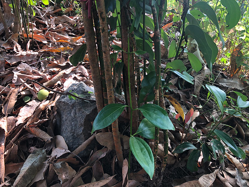 cinnemon growing naturally in Sri Lanka
