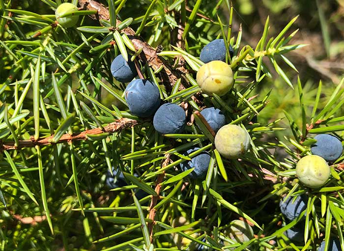close up juniper berries organics