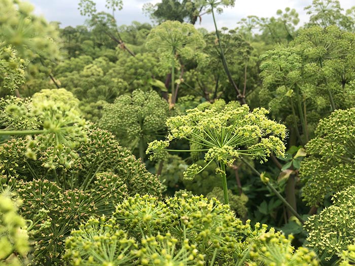 close up of angelica plant