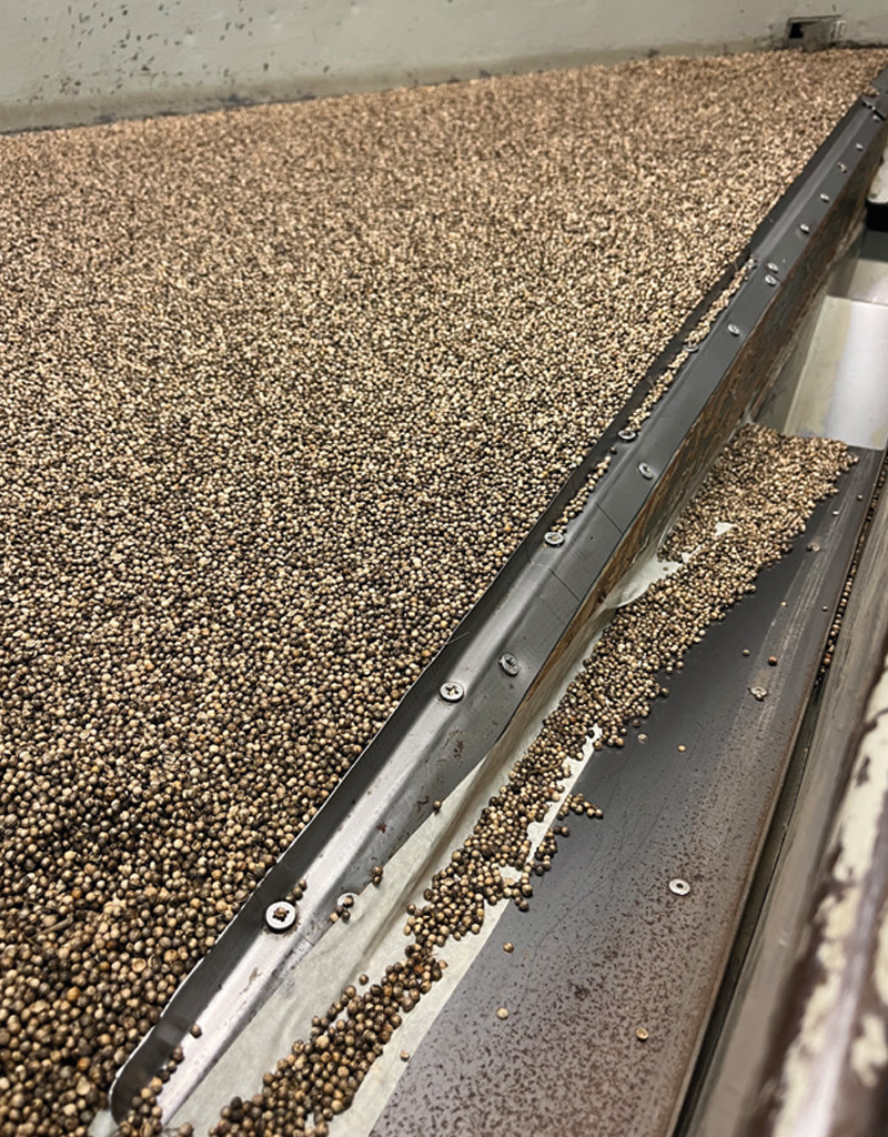 drying sussex coriander seed