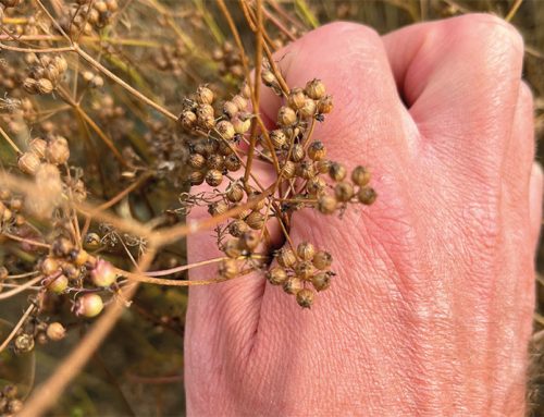Harvesting the 2025 English Coriander Crop