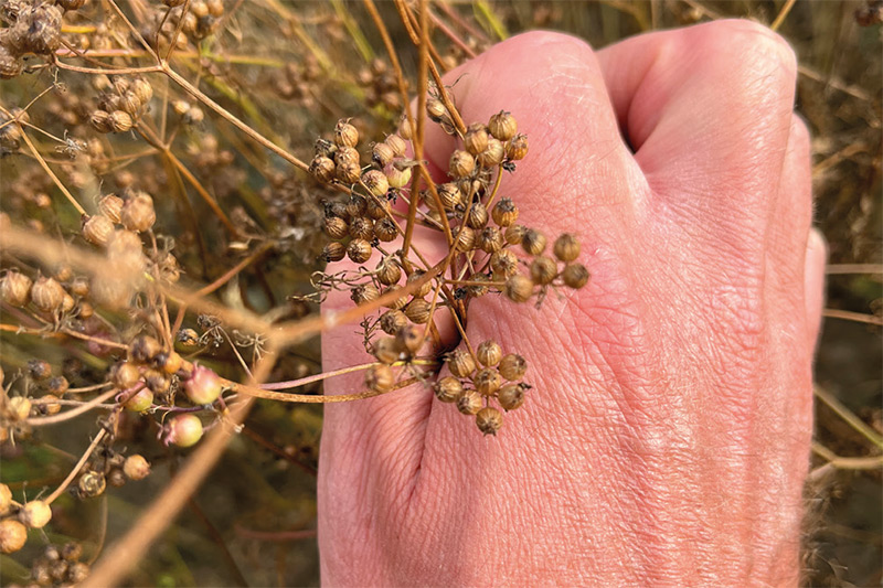 drying sussex coriander seeds