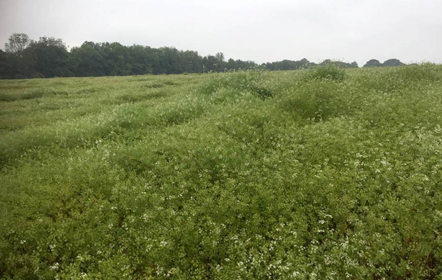 Sussex coriander field