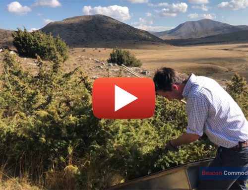 Video of juniper harvesting in Macedonia