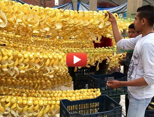 Lemon processing in Egypt video