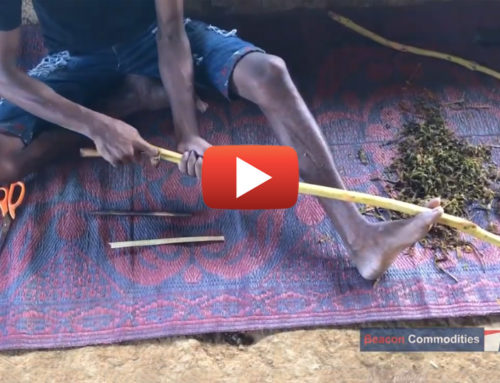 Processing of cinnamon in Sri Lanka video