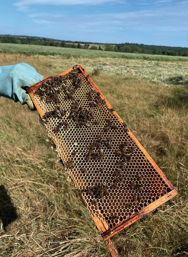 honey beeson honey frame