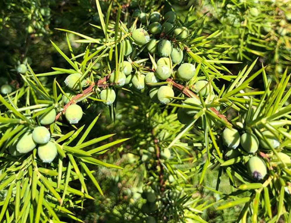 Juniper in Macedonia Beacon Commodities