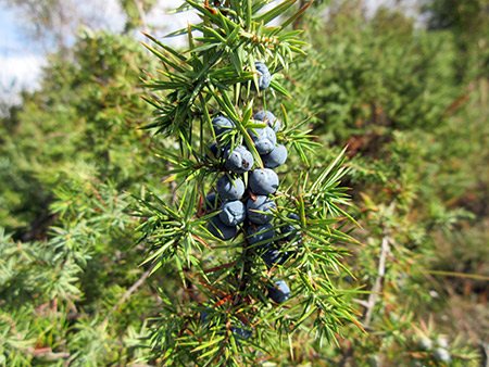 juniper berries throughout Europe