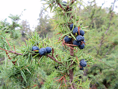 trade Juniper Berries for gin wholesale supplies