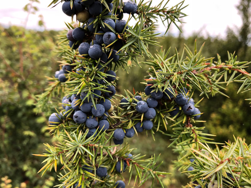 juniper berries for gin botanicals