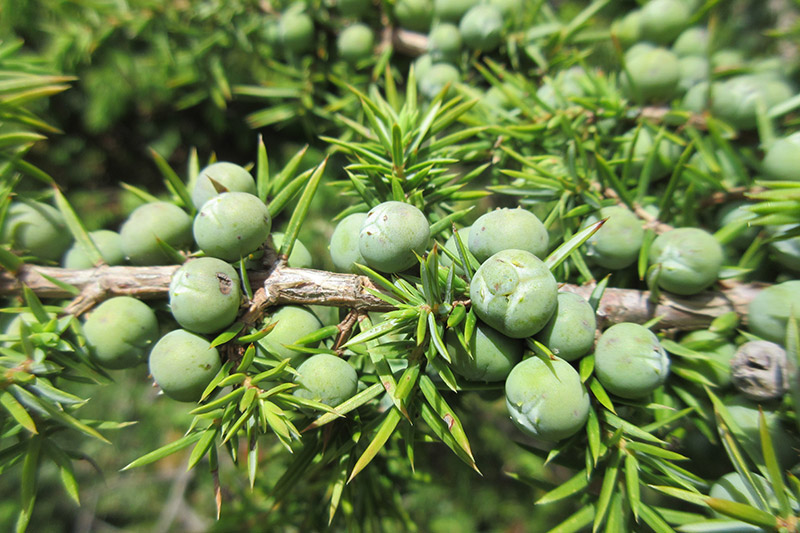 juniper berries gin botanicals juniper berries gin botanicals