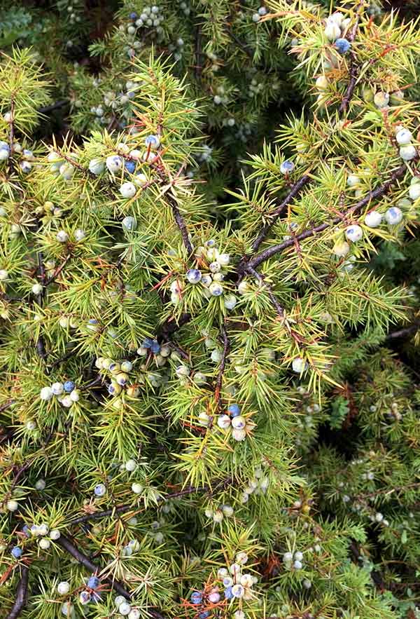 juniper berry crop for gin ingredients