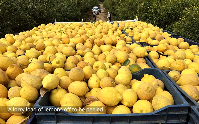 lemons from egypt for gin