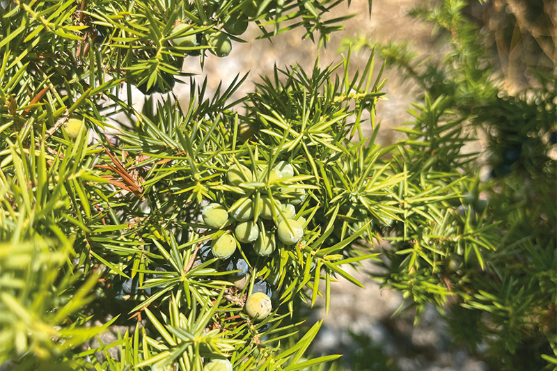 macedonia forest fires juniper crop