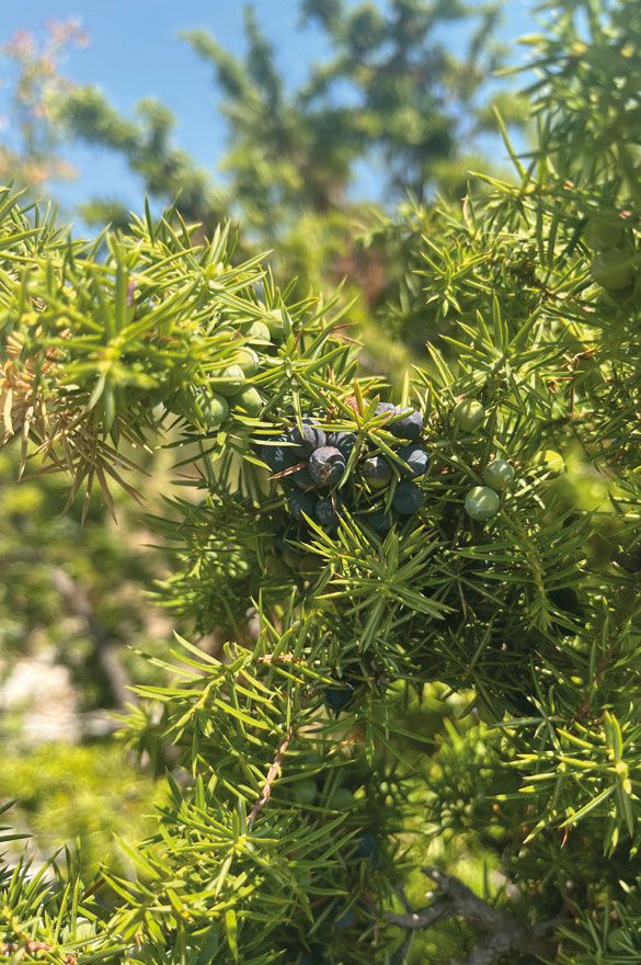 macedonia juniper crop 2024