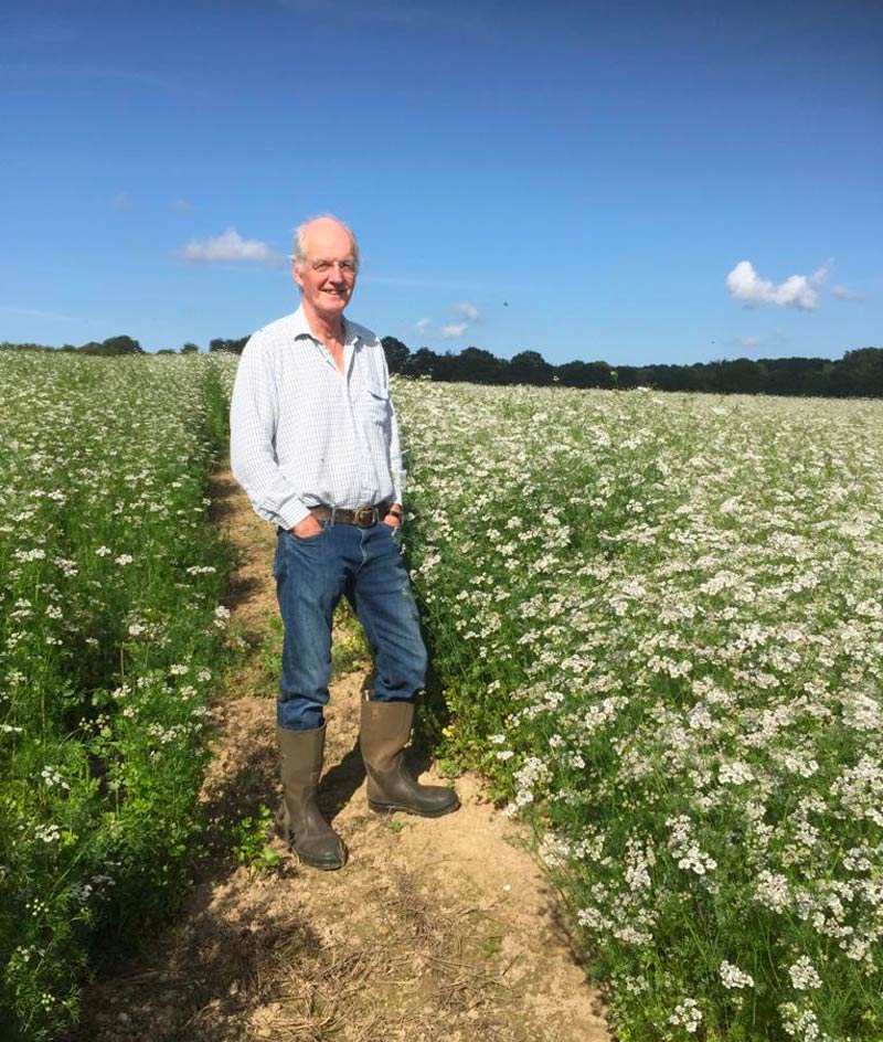 michael haughton in sussex coriander field