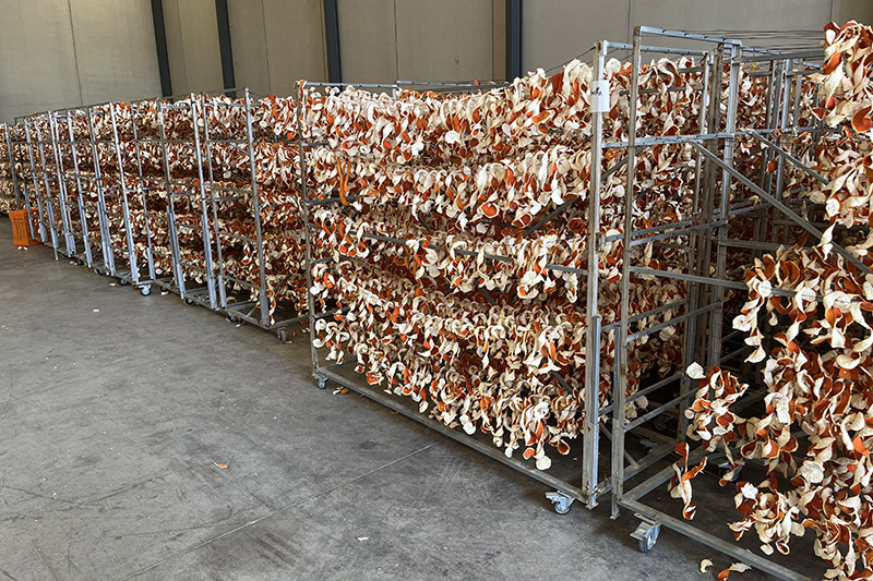 orange peel drying in sun