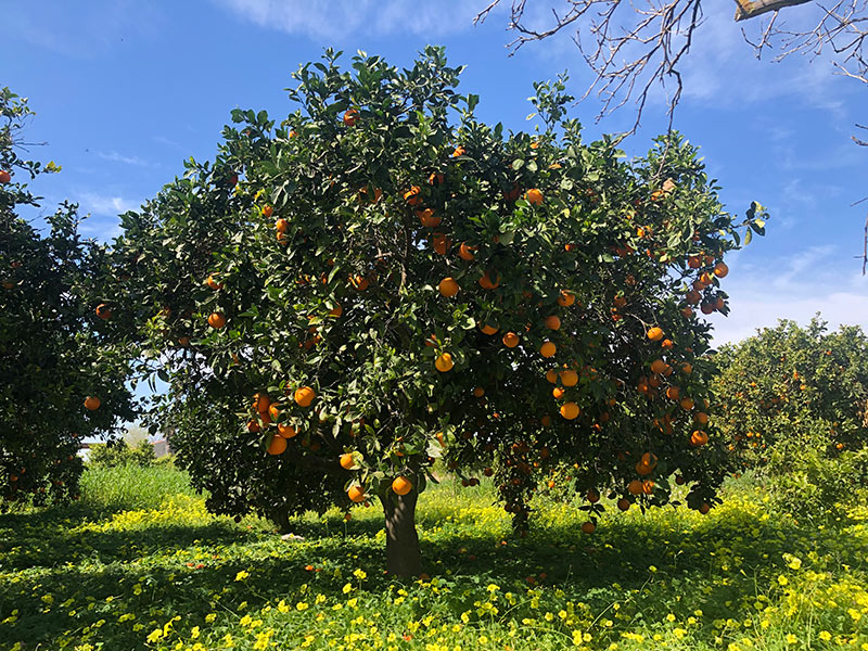 Orange tree murcia spain