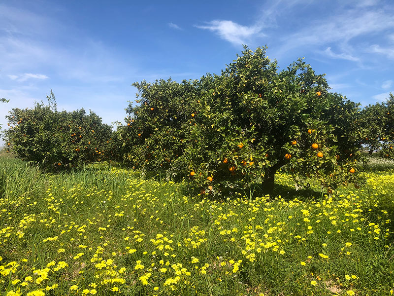 orange trees in Murcia spain