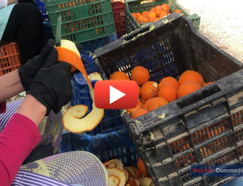 Orange peel processing in Spain Video