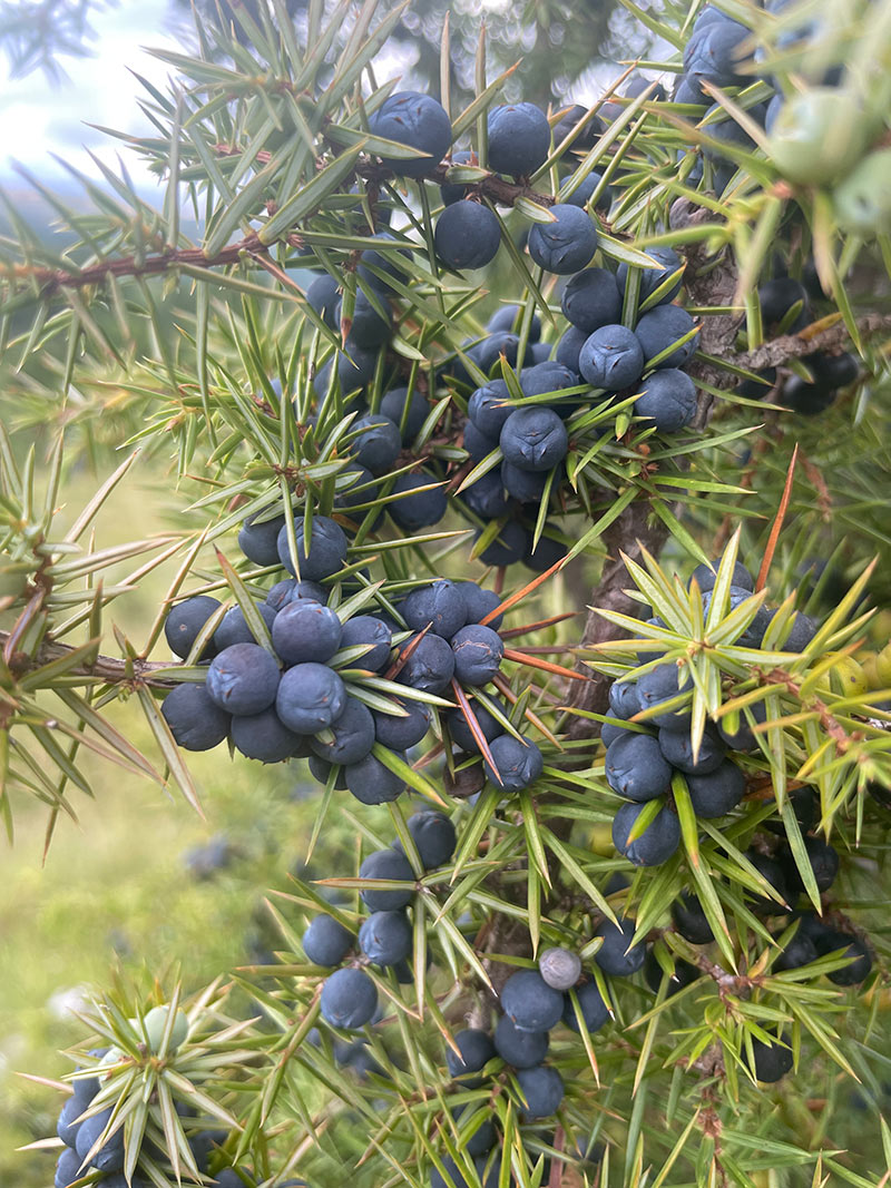 serbian juniper crop close-up