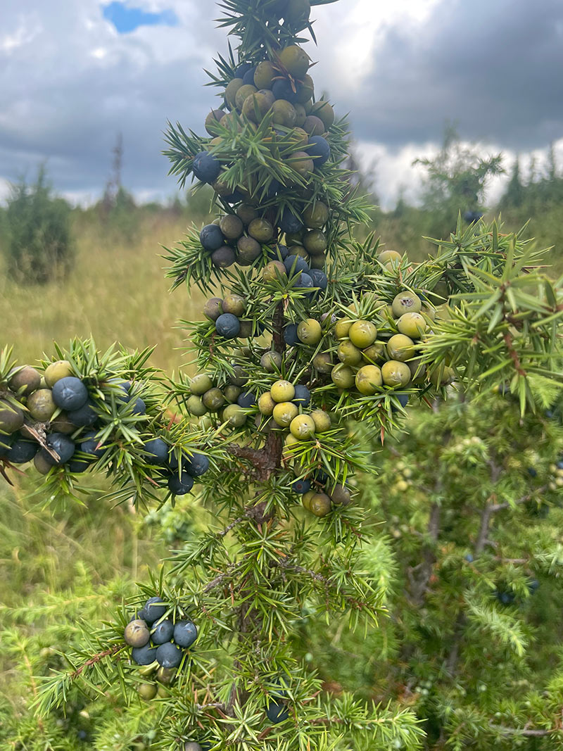 serbia juniper crop
