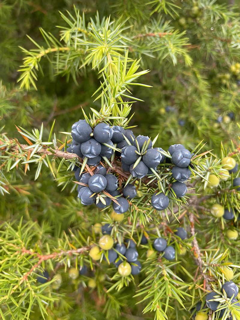 photo of serbian juniper berries