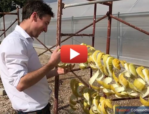 Checking the Lemon Peel crop in Spain