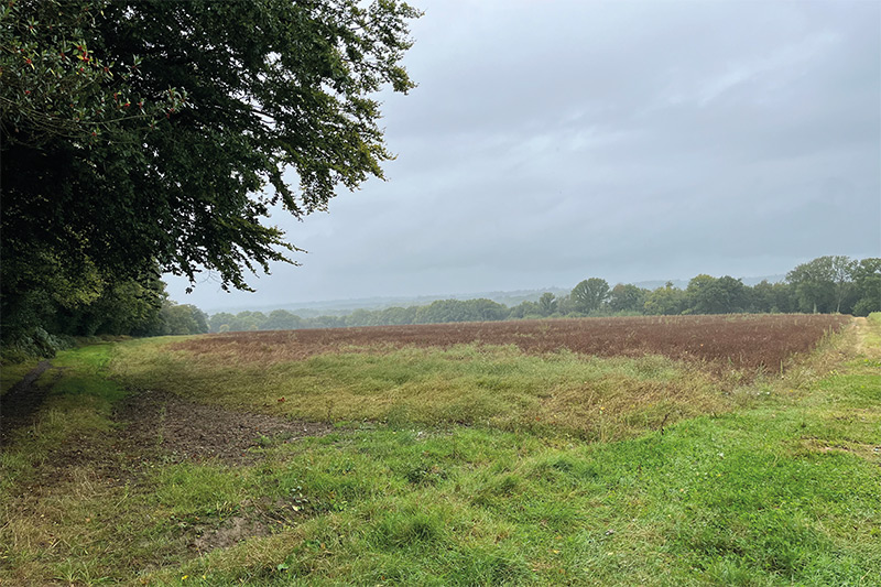 Sussex coriander field in rain