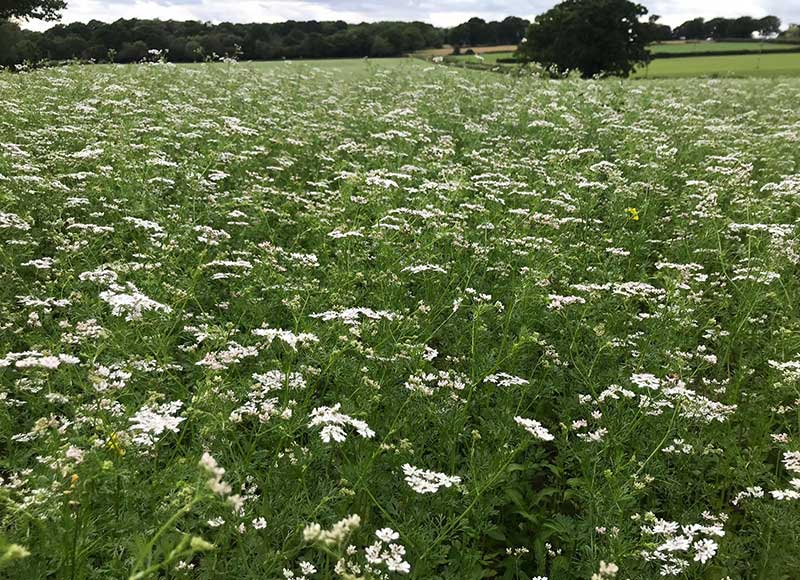 English coriander field in Sussex
