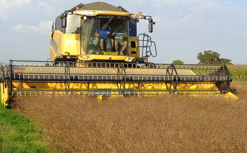 English Coriander being harvested