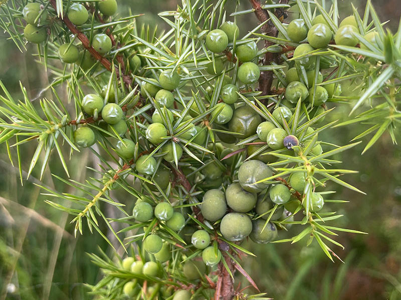 Unripe juniper berries for 2023